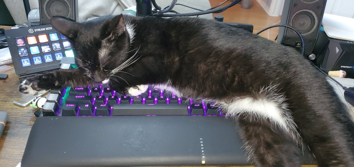 RadelDemonhart's tweet photo. ....@corsair .... I need a cat mode... Or need to make your products ... more unappealing places to nap... https://t.co/iLJfcTwcB7