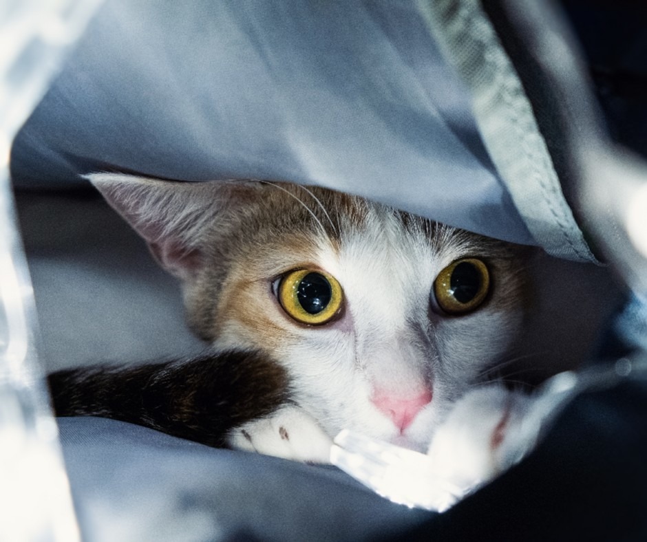 We're almost ready to let the cat out of the bag! End of Year Specials are almost here - woo hoo 🤩 🥳 !! These are two totally new, never been done by me before, incredible offers! Check back on Friday for the kick-off and and all of the details!