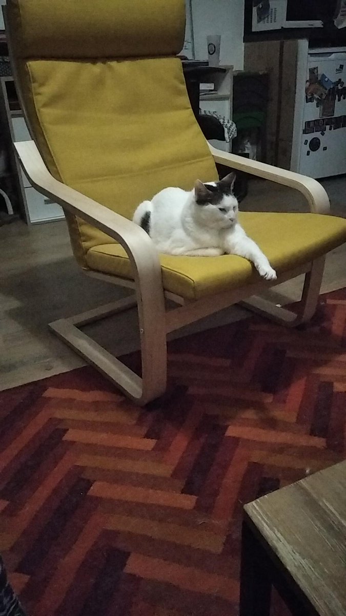 RonMagellan's tweet photo. On est d'accord qu'un brillant chat comme moi même peut pas s'enfermer dans les toilettes tout seul ?

C'est forcément son méchant frère qui a fait l'enfermement ? https://t.co/Eg7GcIaloF