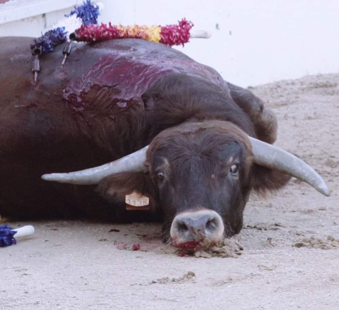 Rien qu'une image avant de dormir et la nuit portera conseil à nos #députés 
Demain sera une journée de joie immense, il ne peut pas en être autrement ! 
#24novembreCorrida #StopCorrida