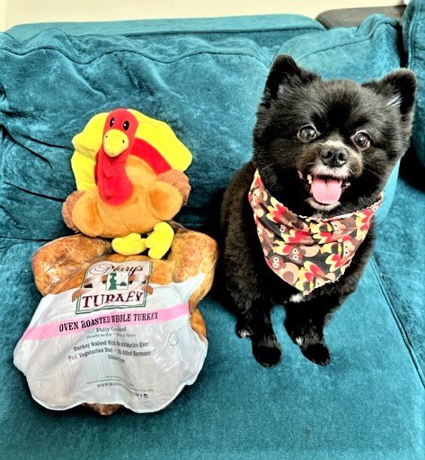 GraciesWorld3's tweet photo. #PhotoChallenge2022November - Turkey
We got our turkey today. I am not going to prepare it until tomorrow. I wanted to put up a picture of someone I think is a real turkey, but: 1. I didn't want to insult turkeys; 2. The Mama wouldn't let me. #dogsoftwitter #turkeysoftwitter https://t.co/vEmtnlQbLD