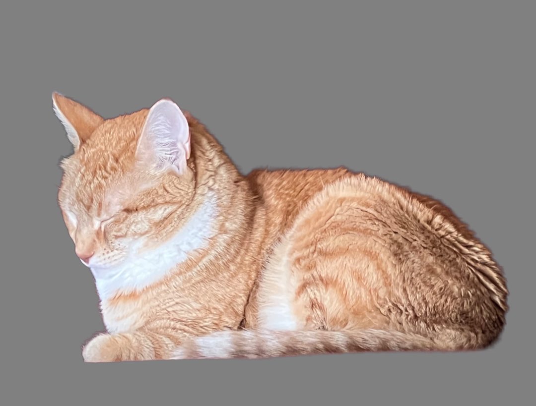 Jorts (and Jean) tweet media