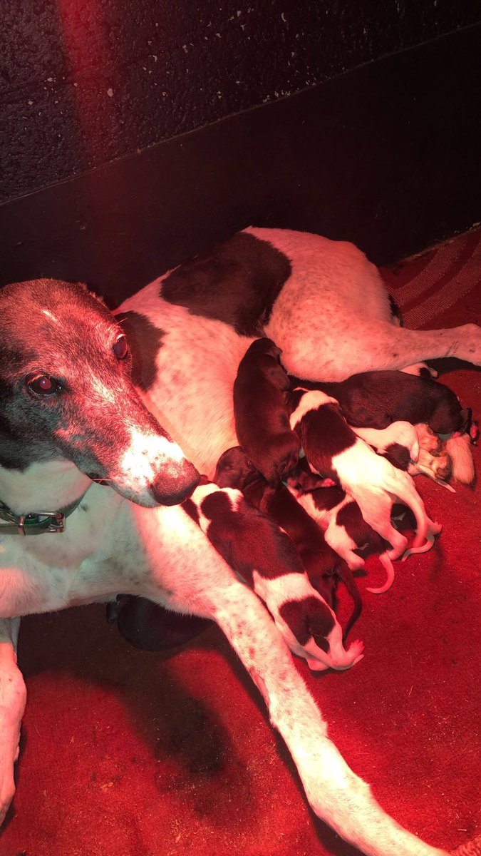 Droopys Sydney x Clares Queen

Repeat mating of RAHA MOFO 

2022 Irish oaks champion <a href="/shelbournepark/">Shelbourne Park Greyhound Stadium</a>

and 2x track record holder <a href="/galwaygreyhound/">Galway Greyhounds</a> stadium

5 dogs 5 bitches

🤞🏼🤞🏼
