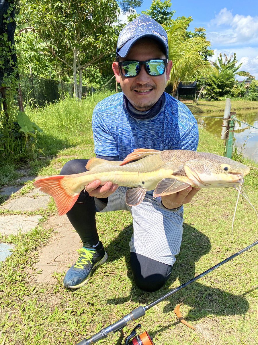 palms_global's tweet photo. Pond Fishing with Shore Gun EVOLV Travel rod in Singapore 🇸🇬
Rod: Shore Gun EVOLV 86MH/P5 and 86ML/P5 (Travel rod)
#palms #palmsfishing #pondfishing #shoregunevolv #travelrod #travelrods #packrod #packrods #fishingsingapore #singaporefishing #fishingsg #sgfishing @palms_japan https://t.co/tCnYUQE81h