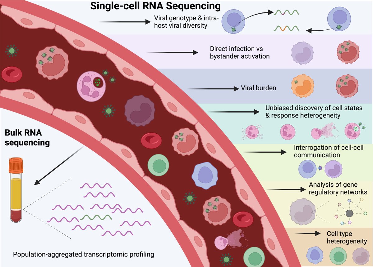 Kalani Ratnasiri (@kalaniratnasiri) on Twitter photo Thinking of designing a single-cell RNA-seq experiment to study virus-host interactions? Powerhouse team of <a href="/wilk_aaronj/">Aaron Wilk</a> <a href="/m_janelee/">Maddie Lee, PhD</a> <a href="/purveshkhatri/">Purvesh Khatri</a> & <a href="/blish_lab/">BlishLab</a> have the review for you! We detail a broad range of technologies and analytical methods rdcu.be/c0h6m (1/2) Thinking of designing a single-cell RNA-seq experiment to study virus-host interactions? Powerhouse team of <a href="/wilk_aaronj/">Aaron Wilk</a> <a href="/m_janelee/">Maddie Lee, PhD</a> <a href="/purveshkhatri/">Purvesh Khatri</a> & <a href="/blish_lab/">BlishLab</a> have the review for you! We detail a broad range of technologies and analytical methods rdcu.be/c0h6m (1/2)