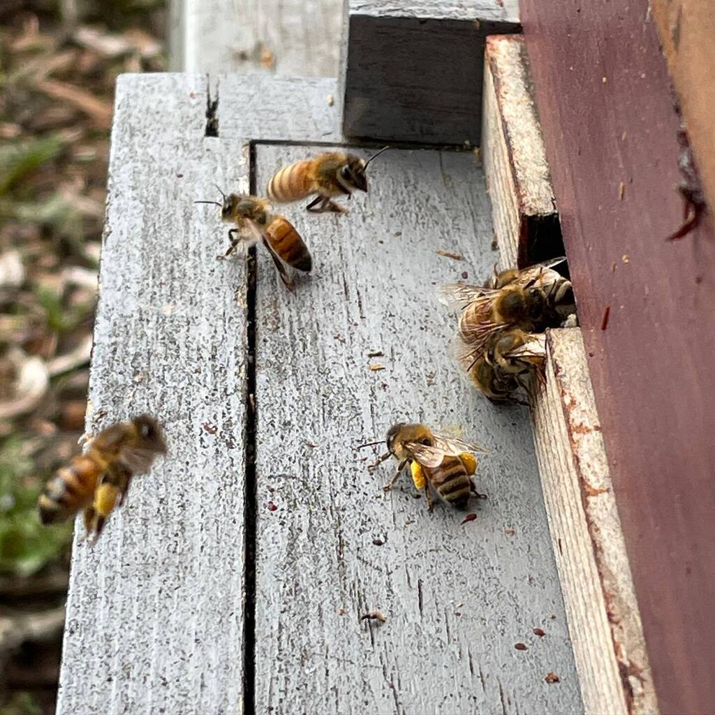poppetk's tweet image. The yard was ‘a buzz’ today with orientation flights and a lot of pollen(!) being foraged for new bees.  #jubilegardens #backyardbeekeeping  #winterbees instagr.am/p/ClU2g3jr6X8/