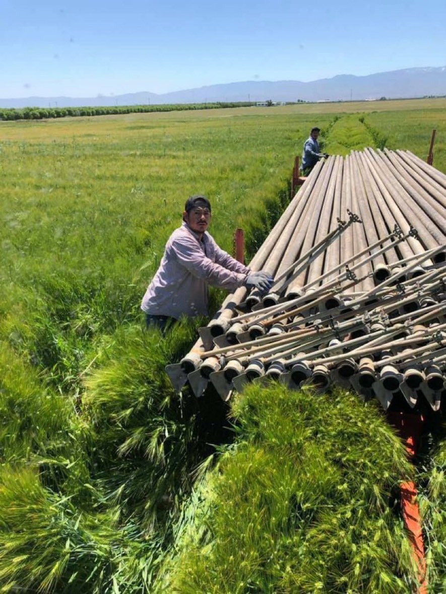 @kristinem42 Modern technology has reduced the need for labor intensive harvesting crews in wheat farming for the most part. In some areas, irrigation pipes still require skilled manual labor from farm workers such as Luis and his co-worker.