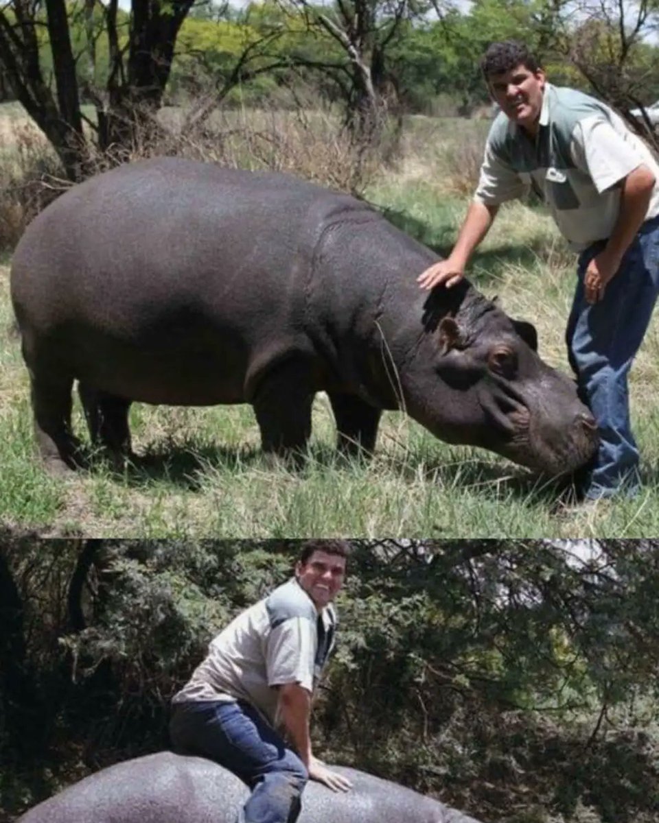 Marius Els “rescató” a una cría de hipopótamo de un río inundado lo adoptó, cuido y entrenó como mascota. Después de 6 años de unión entre los dos, el hipopótamo de 1.2 toneladas arrastró a Els a un río y lo despedazó.