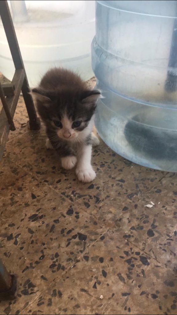 se dan gaticos en adopcion. valencia . escribir al 04144093867 ayuden a conseguirle hogar 😢