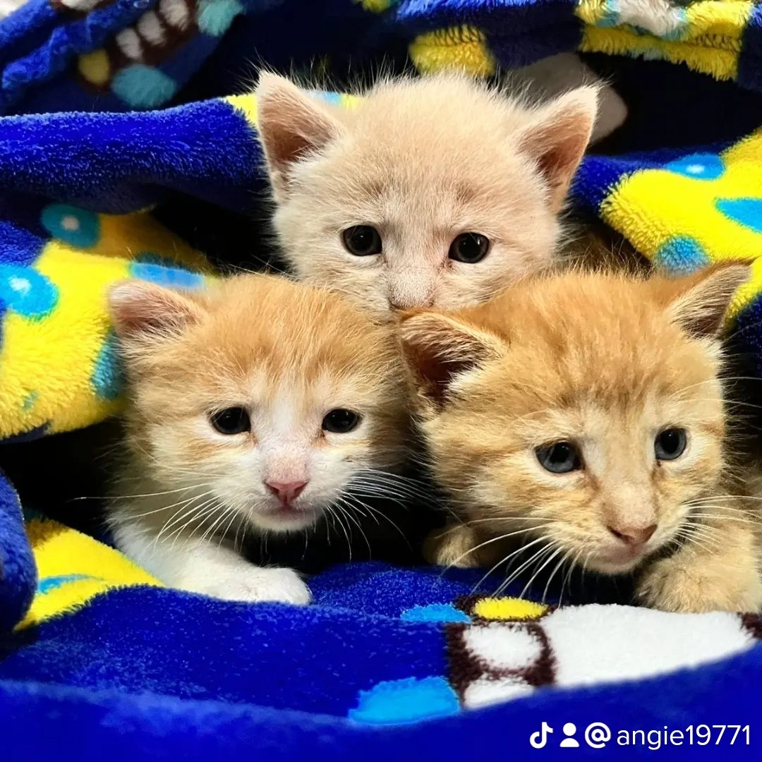 Seguimos iendo al infierno de Pichicuy 😞 son más de 40 animales que ayudamos solo 2 personas pueden ver el caso en nuestro instagram FAAP ....hoy rescatamos a 3 gatitos aún faltan 10 😞.....ya las perritas están ésterilizadas pero hace falta manos para poder seguir ayudando.....