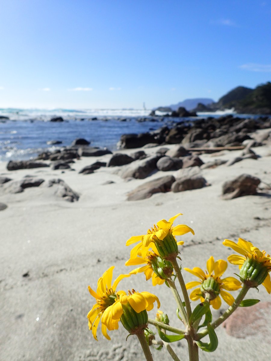 RT @shikikyo: 【式根島観光協会】
海岸にも咲いてるなんて！
海に黄色が映えますね。
＃式根島
＃釜の下海岸 https://t.co/HvkVKrVpef