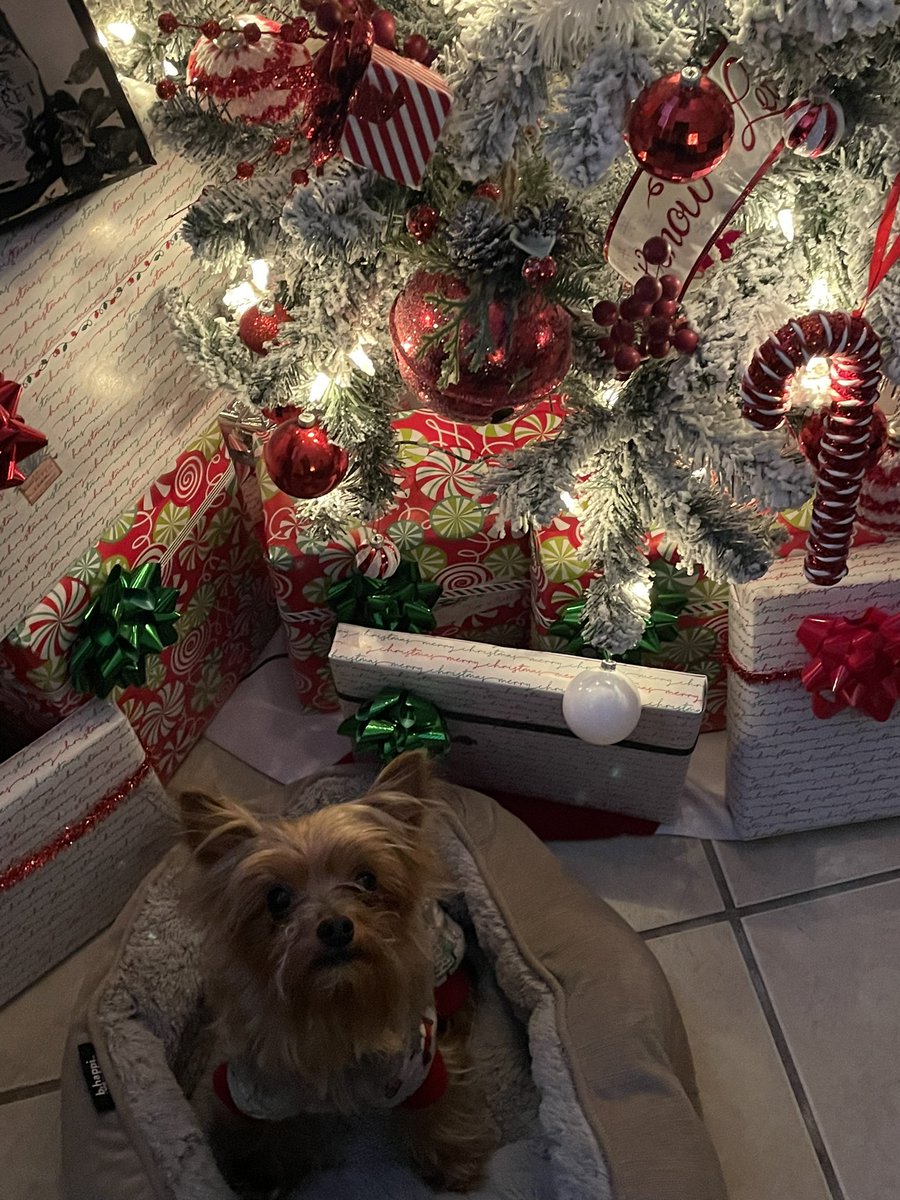 kingvallejo23_'s tweet photo. ‼️ My dog went MISSING today in COLLEGE ESTATES AREA if you have seen him or have any info plz contact me his name is JAX🙏🏽‼️ Plz retweet to help me find him </3 https://t.co/NmYE8Jv6LB