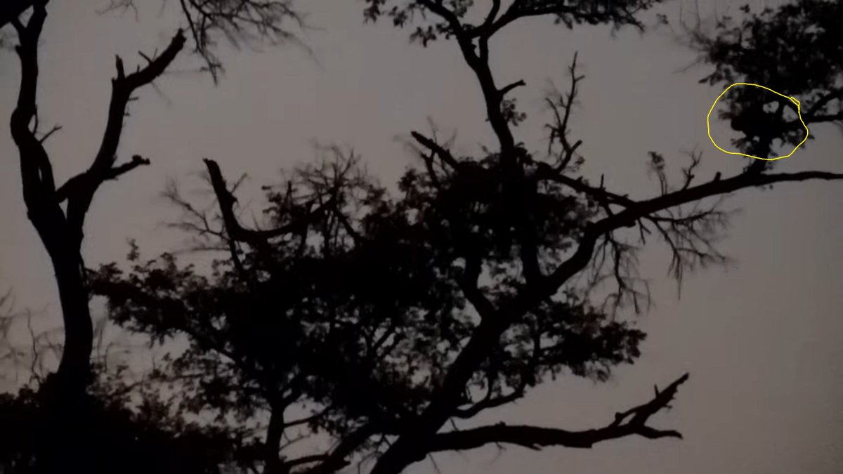 LuciSpaulding's tweet photo. What was that movment in the tree 4:24 am 11-24-22 SA time https://t.co/ncMlrfmtxe