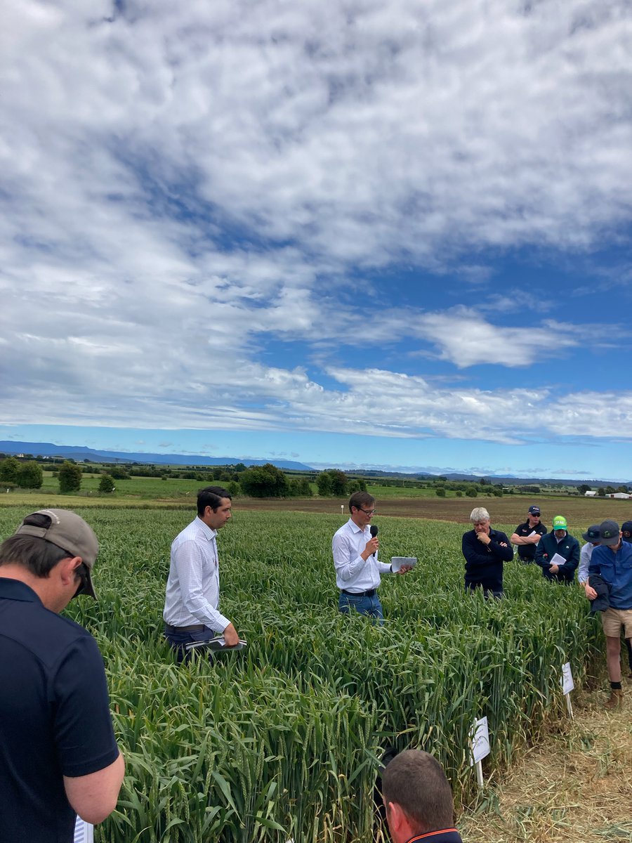 far_australia's tweet photo. Advances in N and canopy management in @theGRDC 's Hyper Yielding Crops project. @darcydww2 and @DanielBosveld1 provide an update at the Tasmania HYC field day https://t.co/cqDKQZSXUn