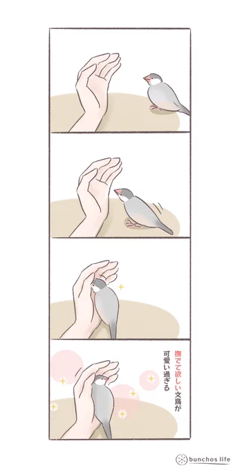 撫でて欲しくて手に寄り添ってくる姿が可愛い(再投稿)
#文鳥 
#bunchoslife 
#4コマ漫画 