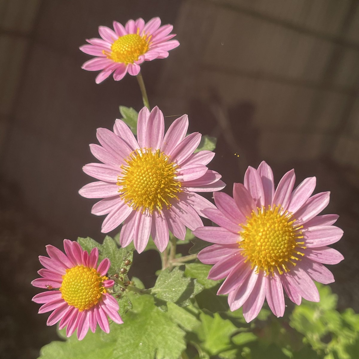 yoshitarw's tweet photo. 我が家の
#菊🌸🌼*･②
日本⚽️🇯🇵凄いですね
( *´︶`*)⚽
昨日から一転暖かい朝☘️✨穏やかな1日を💐 https://t.co/8tmjKnbQ0x