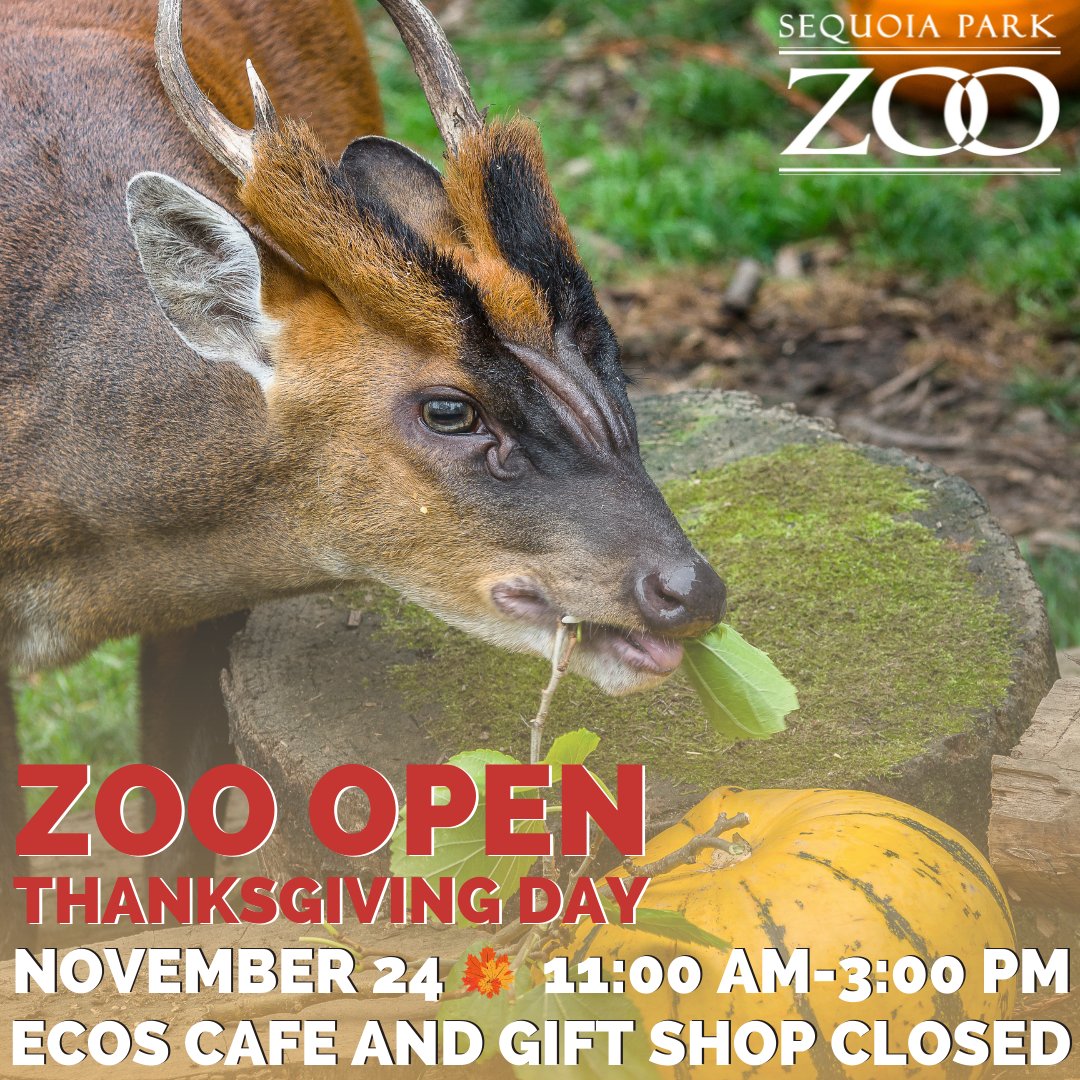 Thanksgiving Day, November 24th, the Zoo will be open from 11:00 AM to 3:00 PM, with last entry at 2:30 PM. The Gift Shop and Ecos Cafe will be closed. We hope you will stop by the Zoo, and have a Happy Thanksgiving! #Humboldt #Thanksgiving #Eureka #HumboldtCounty