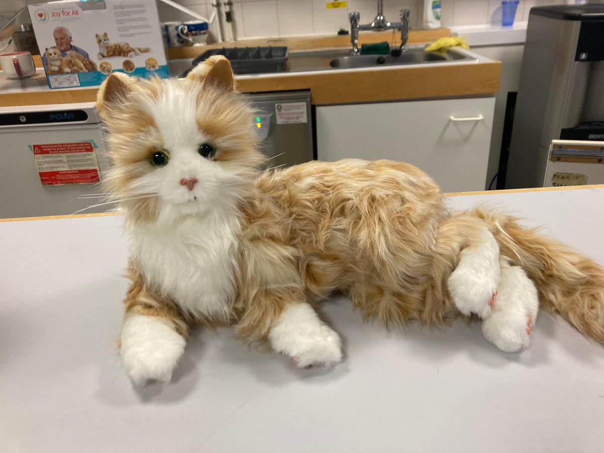 Today one of our wonderful PTAPs donated a robotic cat to our amazing @AcuteFrailtyUHP colleagues @UHP_NHS This was a VERY generous gift from members of the public - Kate Olinski & Emma Hirst -it will benefit many patients #ThankYou #thoughtfulgift #frailty #dementia @AnnJamesNHS