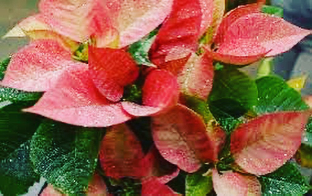 ACLPTSA's tweet photo. ACL HOLIDAY PLANT SALE
11/30-12/2
Volunteers needed! Sign up https://t.co/xsACJInpy4 under Volunteer Signups. https://t.co/rWG2XXCOWd
