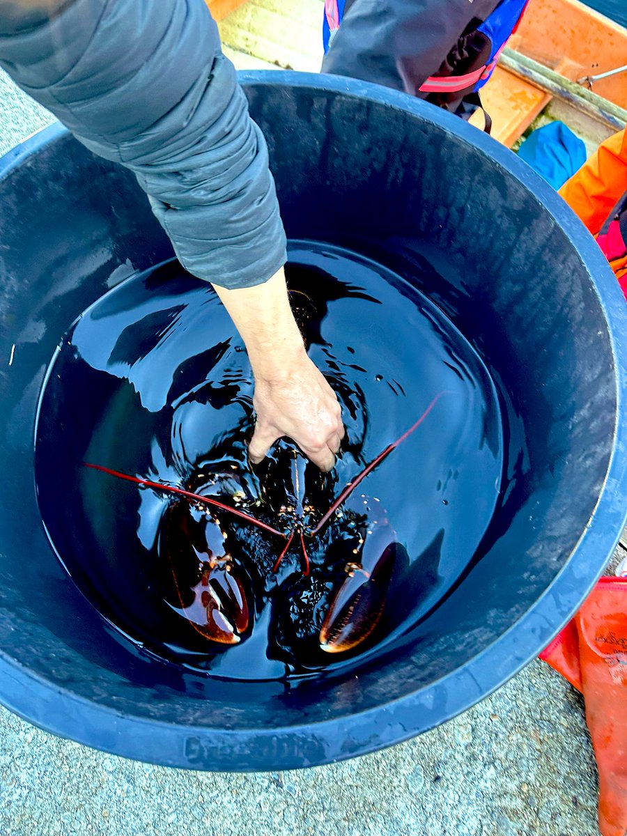 Knut Wiik Vollset (@kwvollset) on Twitter photo Very fun to get to join lobster tagging in Bergen city center together with <a href="/lottesdahlmo/">Lotte Dahlmo</a> and <a href="/IdenNilsen/">Cecilie Iden Nilsen</a> as a part of <a href="/SaronBerhe1/">Saron Berhe</a> project with <a href="/bergenkommune/">Bergen kommune</a> to study urban seabed restoration. Cod, wrasse and cod tagged just outside our office now. <a href="/BergenTelemetry/">Bergen Telemetry Network</a> Very fun to get to join lobster tagging in Bergen city center together with <a href="/lottesdahlmo/">Lotte Dahlmo</a> and <a href="/IdenNilsen/">Cecilie Iden Nilsen</a> as a part of <a href="/SaronBerhe1/">Saron Berhe</a> project with <a href="/bergenkommune/">Bergen kommune</a> to study urban seabed restoration. Cod, wrasse and cod tagged just outside our office now. <a href="/BergenTelemetry/">Bergen Telemetry Network</a>
