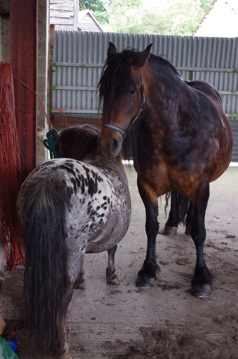 Sally Barley (@sallydjbarley) on Twitter photo <a href="/RuthOnTheHoof/">Ruth Chamberlain</a> <a href="/heritage_fell/">Fell Pony Heritage Trust</a> Here’s my Fell mare LuneValley Holly with her tiny friend. She was a brilliant driver in her prime. <a href="/RuthOnTheHoof/">Ruth Chamberlain</a> <a href="/heritage_fell/">Fell Pony Heritage Trust</a> Here’s my Fell mare LuneValley Holly with her tiny friend. She was a brilliant driver in her prime.