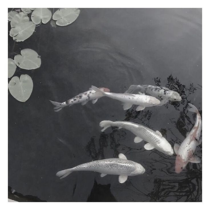 Криминалистика – это наука, которая преподается на юридических факультетах и включает в себя множество смежных направлений.Основная задача – из множества версий следствия выбрать наиболее обоснованную, подтвердив ее фактами, поэтому Хэйдзо и решил поступить на этот факультет.