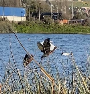 jlbritonativo's tweet photo. Después de casi 90 años sin registros en la zona central se confirmo nidificacion del Cuervo de Pantano en la Laguna Llolleo @RedHumedalesCH @OjosdeMarONG @lun @SMA_CL @mma_valparaiso @MMAChile @Maisa_Rojas @sagchile @SanAntonioFoto1 @proa_sanantonio @canal2chilenafm https://t.co/h8zVxFkBSi