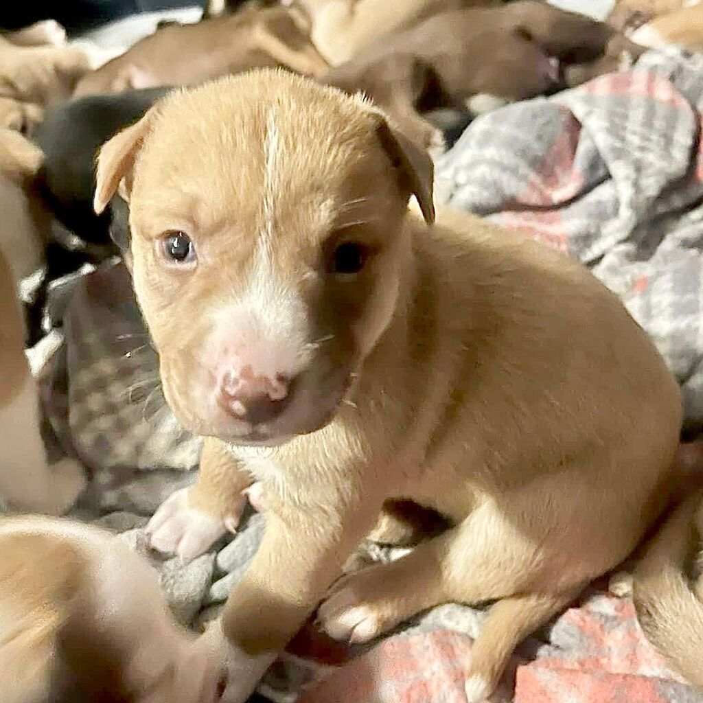 Aspen is an adorable pup ready for adoption! She will be old enough to go to her new home very soon and is anxiously awaiting meeting her forever family! 🙏💕

Aspen is a sophisticated young lady who is respectful, quiet, easy going, and regal. 😇 Her c… instagr.am/p/ClUcdACvLpN/