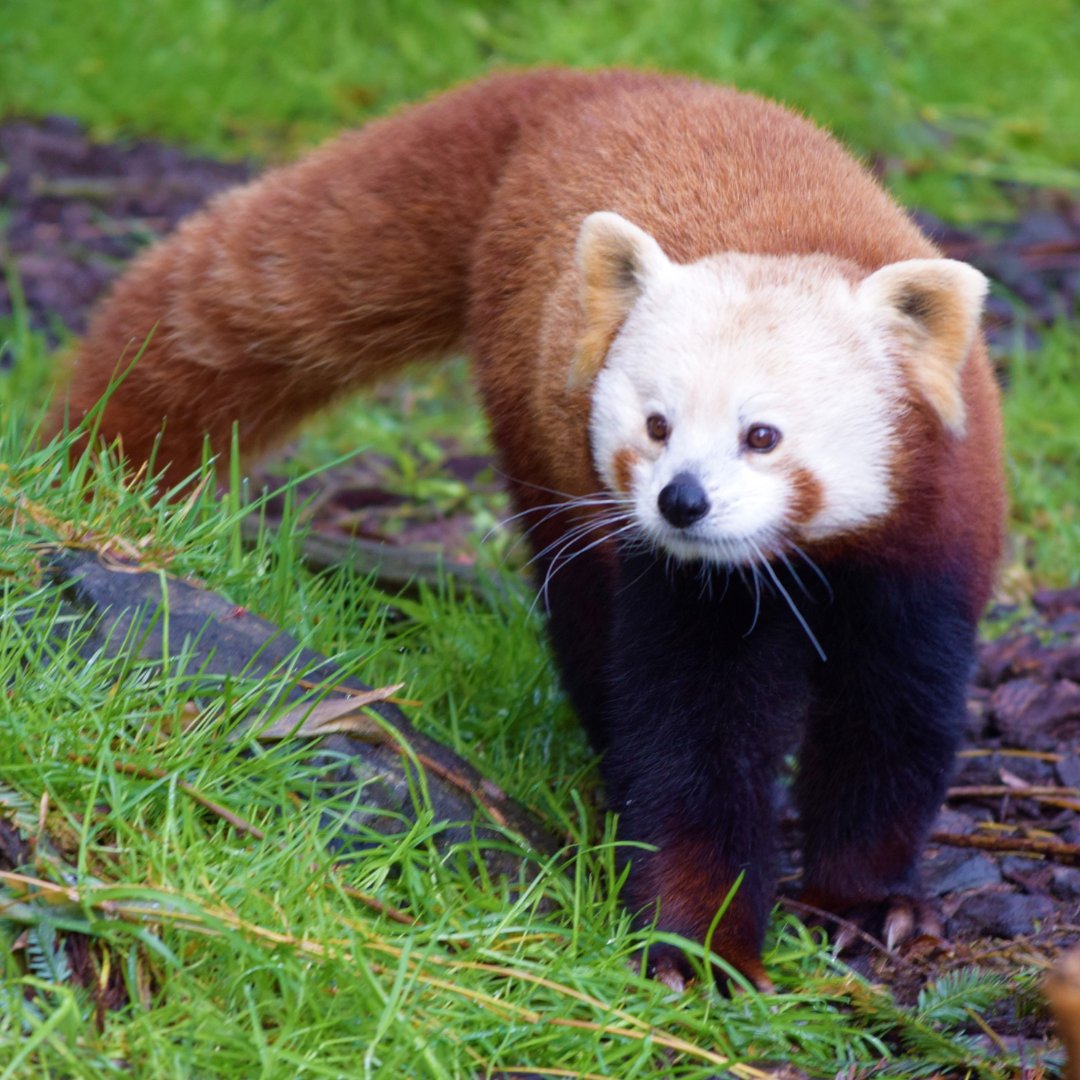 SequoiaParkZoo (@sequoiaparkzoo) on Twitter photo Supporters of the <a href="/SequoiaParkZoo/">SequoiaParkZoo</a> have accomplished some amazing things in the last few years. The #RedwoodSkyWalk and soon-to-open Bear and Coyote habitat were both built with donor support. You can help here: …ark-zoo-foundation.networkforgood.com/projects/17831…
#Zoo #Animals #ThankYou #Humboldt #Donors Supporters of the <a href="/SequoiaParkZoo/">SequoiaParkZoo</a> have accomplished some amazing things in the last few years. The #RedwoodSkyWalk and soon-to-open Bear and Coyote habitat were both built with donor support. You can help here: …ark-zoo-foundation.networkforgood.com/projects/17831…
#Zoo #Animals #ThankYou #Humboldt #Donors