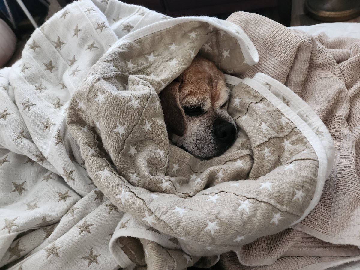 PnutEllie's tweet photo. Almost lost Maizy in the blanket. She is the ultimate puggle snuggle champion 🏆💗#pugglesnuggle https://t.co/9u1eSjIAy7
