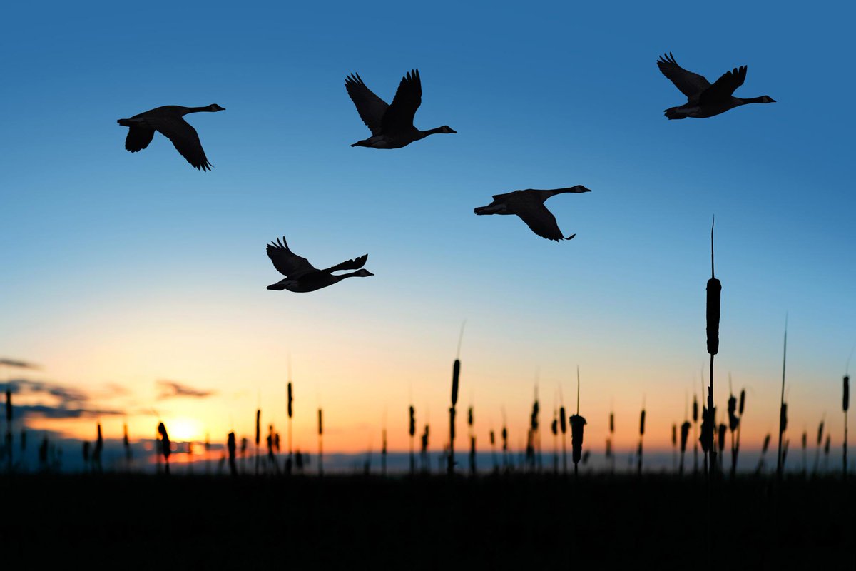 UTSCresearch's tweet photo. UTSC's Vice-Principal of Research & Innovation Professor Irena Creed, is set to lead a new $10 million national project looking at the impact wetlands have on climate change.
#UofT #UTSCResearch #ecology
https://t.co/MheyFhsPCr https://t.co/Y1c0KoUsWF