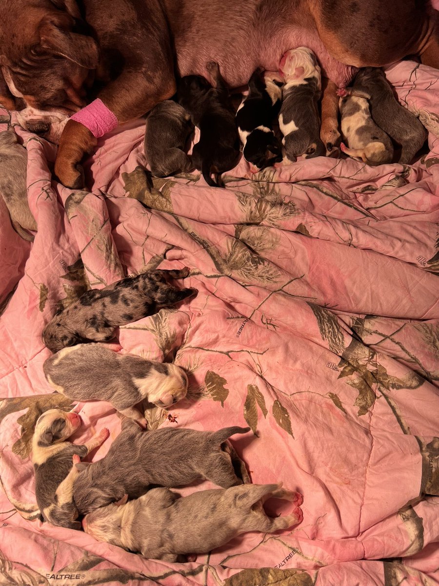 ChunkyDaBulldog's tweet photo. The #puppies have arrived!!! #DogsofTwittter #bulldog #oeb #ioeba #Bulldogsoftwitter #bulldoglover https://t.co/BsKVzjt5bi