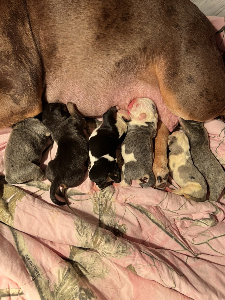 ChunkyDaBulldog's tweet photo. The #puppies have arrived!!! #DogsofTwittter #bulldog #oeb #ioeba #Bulldogsoftwitter #bulldoglover https://t.co/BsKVzjt5bi