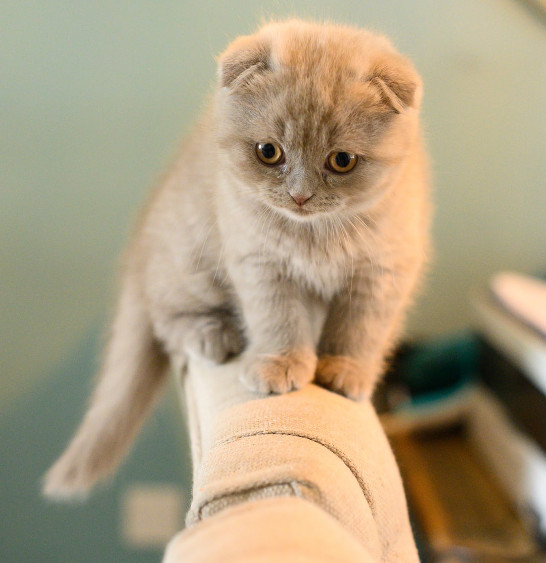 Random Kitties tweet media
