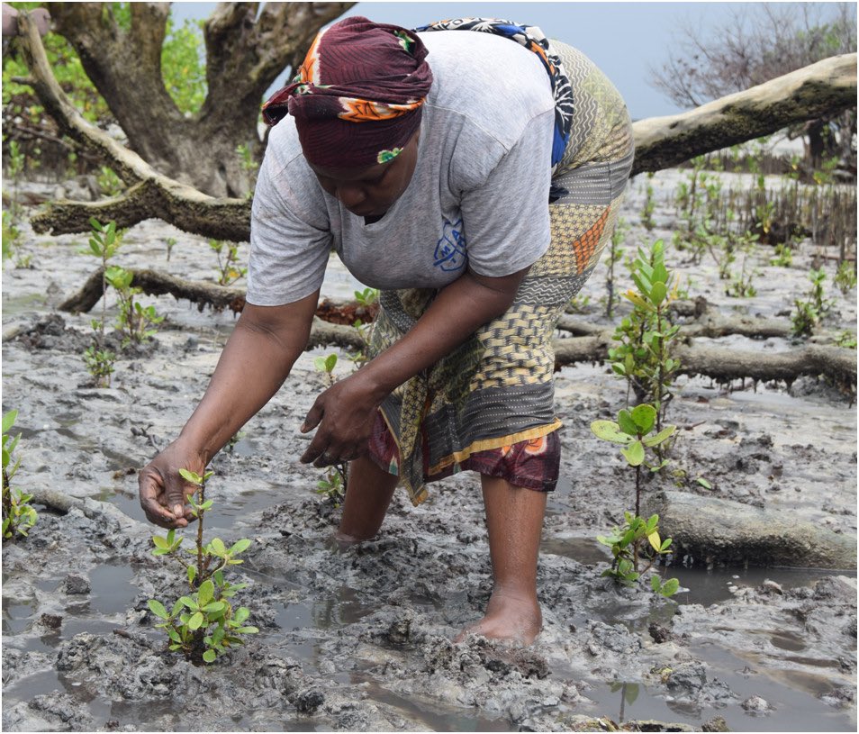 HenrikLarsenUN's tweet photo. #UNDPGoodwillAmbassador Crown Prince Haakon of Norway & #SDGAdvocate Emerit Crown Princess Victoria of Sweden at Mikoko Pamoja - the world's first mangrove-driven carbon credit initiative!
Supported by 🇸🇪 & 🇳🇴, the project protects mangroves & strengthens livelihoods in #Kenya! https://t.co/kLBQGoNkTG