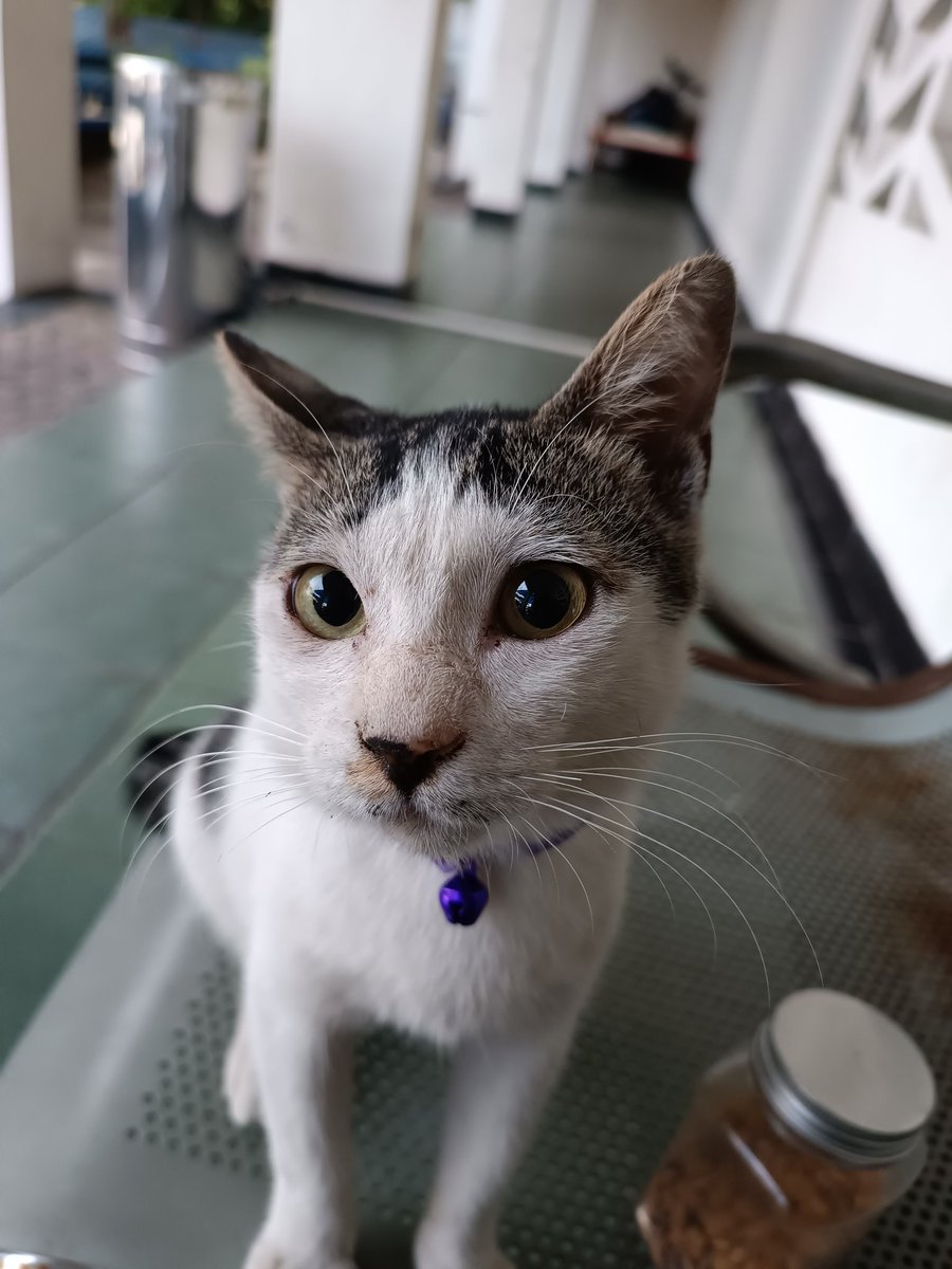 wahyuandito's tweet photo. Good morning from Momot 😎🐱
#cutecats
#momot https://t.co/IfMttVL2WG