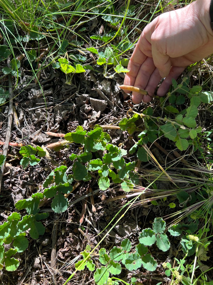 Thomas_Lines's tweet photo. Stoked to see my hand planted Kennedia prostata producing seed in the Riverland at our under-vine trial site! https://t.co/p2Sx596z3K