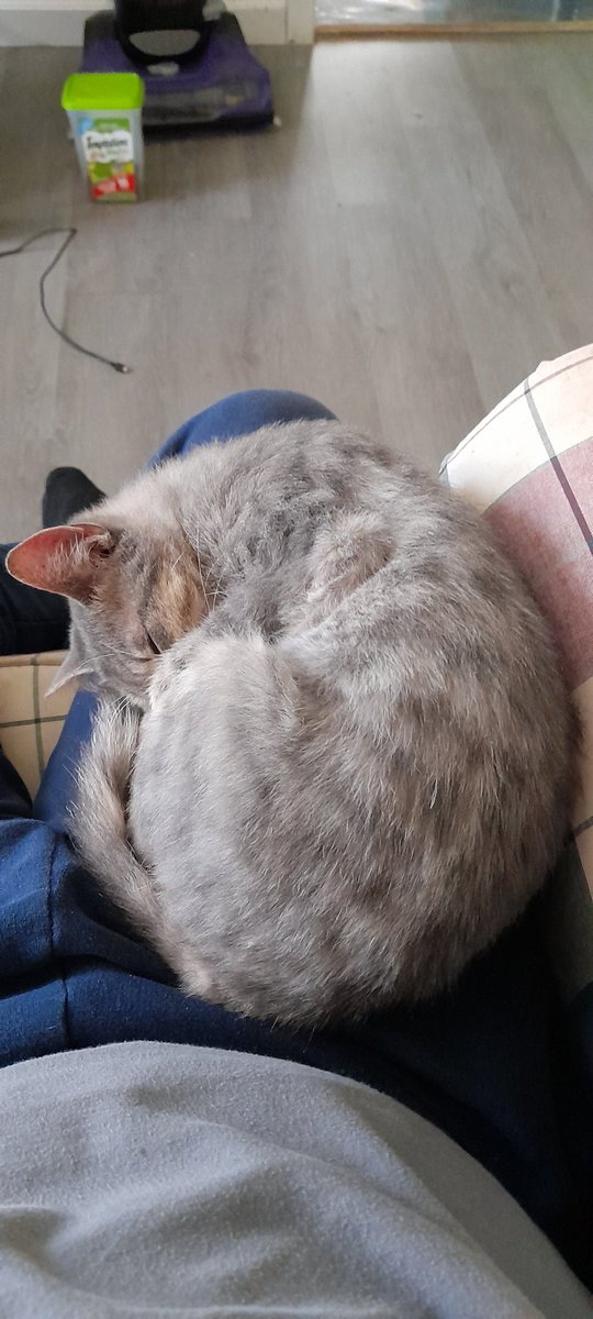 joeciopath's tweet photo. Aphrodite loves it when I binge watch anime 😺 #CatsOfTwitter https://t.co/9zHt20KZ3i