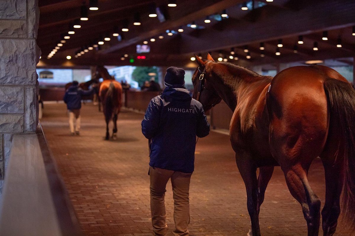 Highgate_Sales's tweet photo. Today, tomorrow and every day we are thankful for the horses and humans that have helped us launch &amp; build #TeamHighgate this year https://t.co/zXDmnnxZ0v