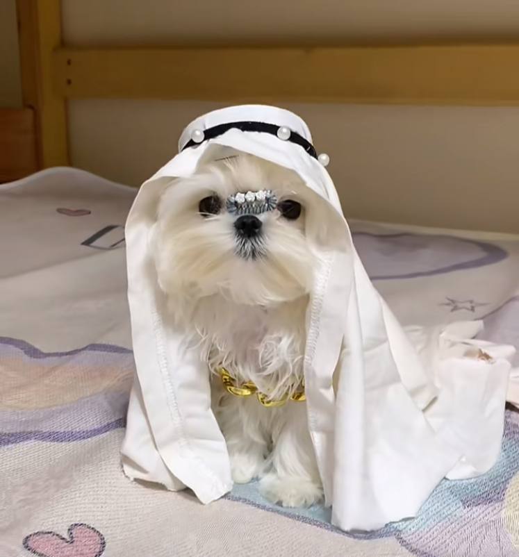 Hyojin634's tweet photo. My Qatari prince is here, love him so much!😍😍🥰🥰 https://t.co/nhn6dibL8b