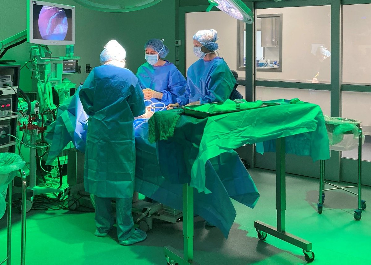 Tweet by Purdue Veterinary Medicine