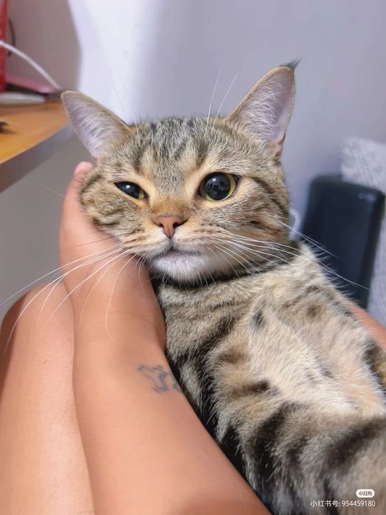 Your Daily Dose Of Cuteness (@dailycutepic) on Twitter photo 