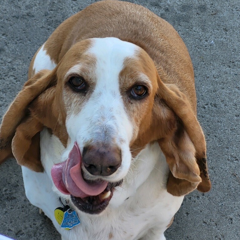 Louise da Basset tweet media