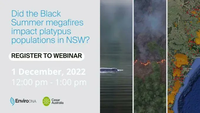 enviro_DNA's tweet photo. Next week we are hosting a webinar to discuss the impact of the Black Summer megafires on #platypus populations in NSW. Join to hear about the results from a study supported by @DCCEEW into landscape-scale impacts. @cesaraustralia @NSWDPIE_Water
REGISTER
https://t.co/UZ0J3HneuB https://t.co/P98pHowhyS