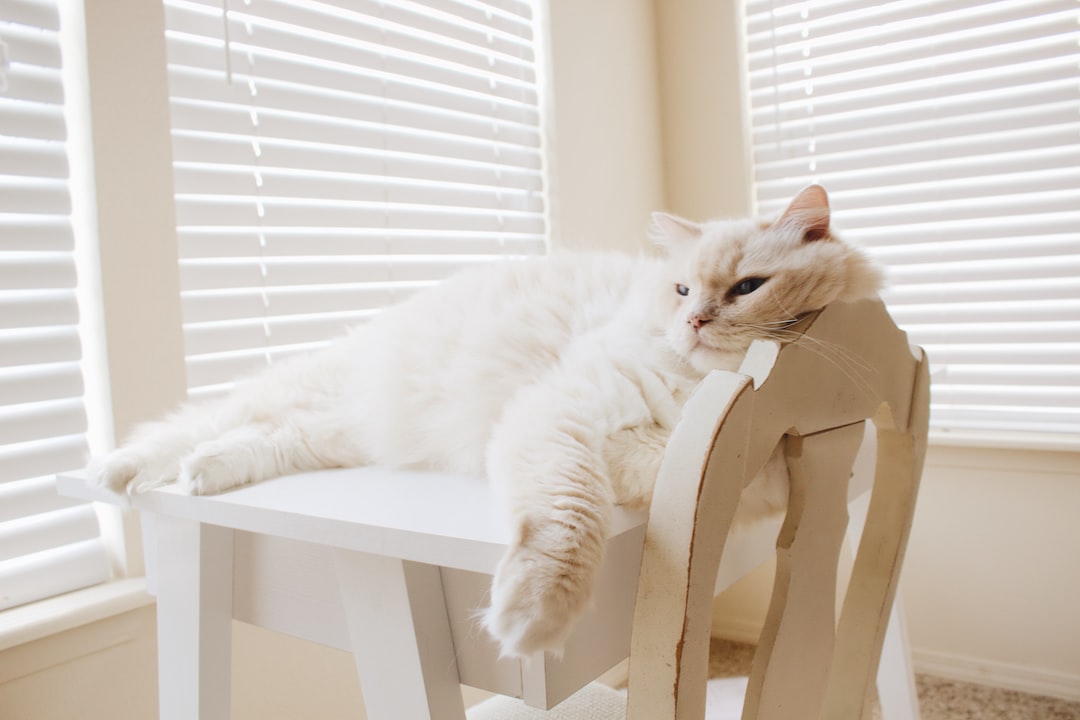 Random Kitties tweet media