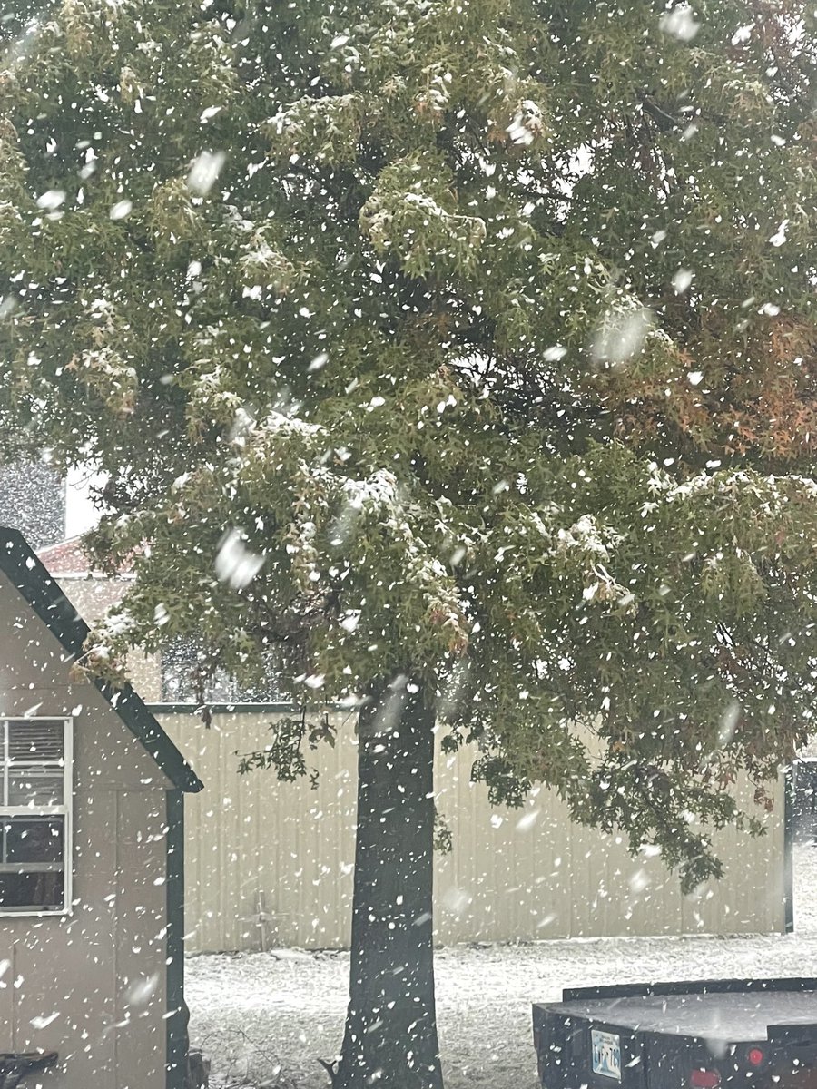 Snow on leaves in Oklahoma.