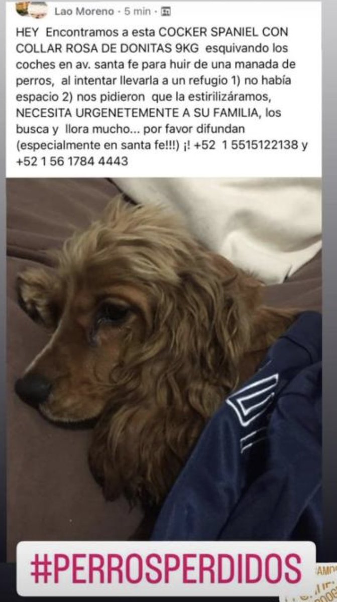 Clausinea's tweet photo. Perrita cocker encontrada en SANTA FE, CDMX. Por favor difundamos para que aparezcan sus dueños. #perrosperdidos https://t.co/nw8Urc9zFv