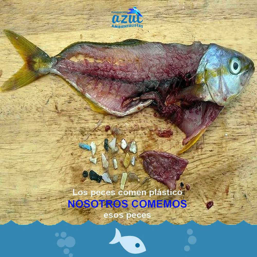 En su informe 'Microplásticos en la Pesca y Acuicultura' @FAOpesca 🇺🇳 estima que alrededor del 70% de la #ContaminaciónPlástica de los ambientes marinos ha impactado la fauna piscícola mundial 🐟 #SinContaminación por #plásticos