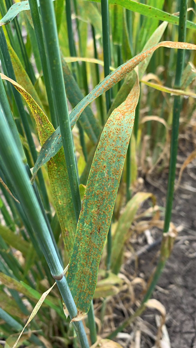 Assessing our Barley leaf rust nursery near Horsham. This season has produced plenty of inoculum and am now getting the best data on variety reaction response.