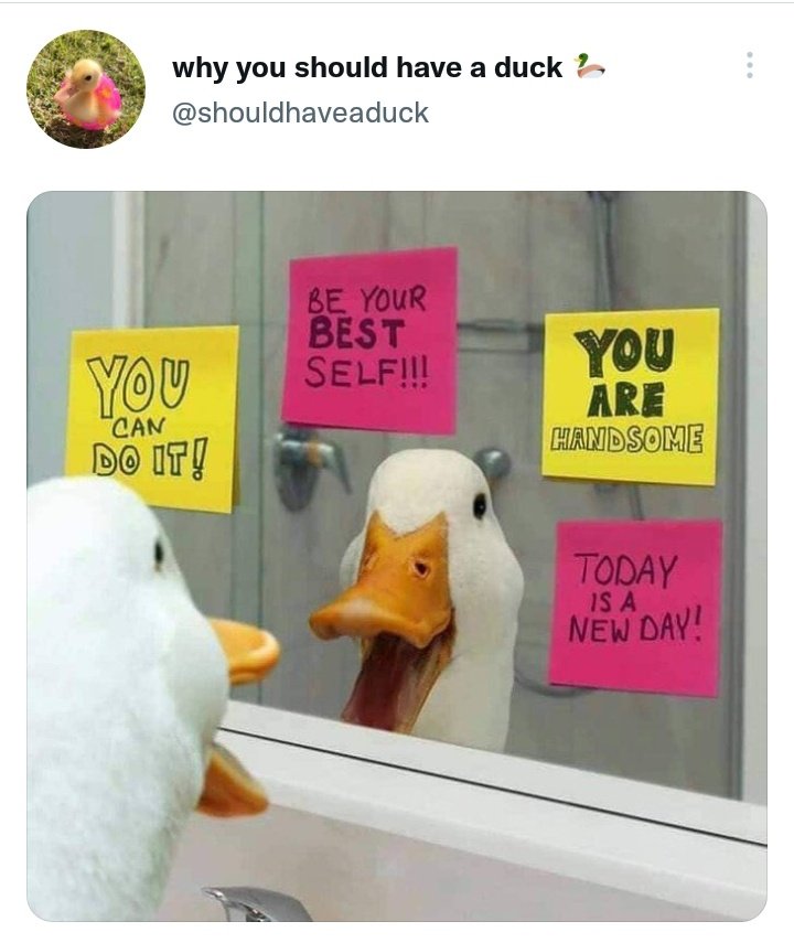 "I'm good enough. I'm smart enough. And doggone it, people like me!"
@DebauchedDuck